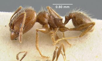 Media type: image;   Entomology 20704 Aspect: habitus lateral view